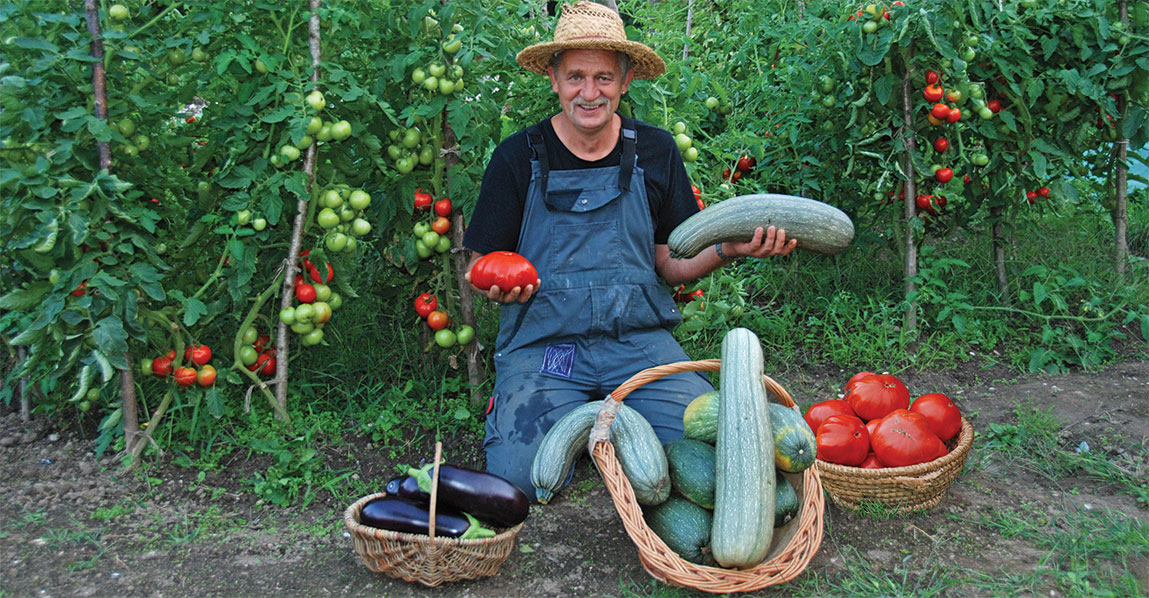 Freiland Tomaten ohne Braunfäule - Biogarten Austria